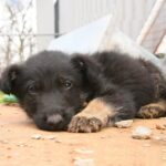 Weak Kennel Puppy Crawls In Last Attempt To Beg For Help