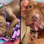 Puppy who had teeth pulled out by former owner is now ‘living his best life’ in foster home