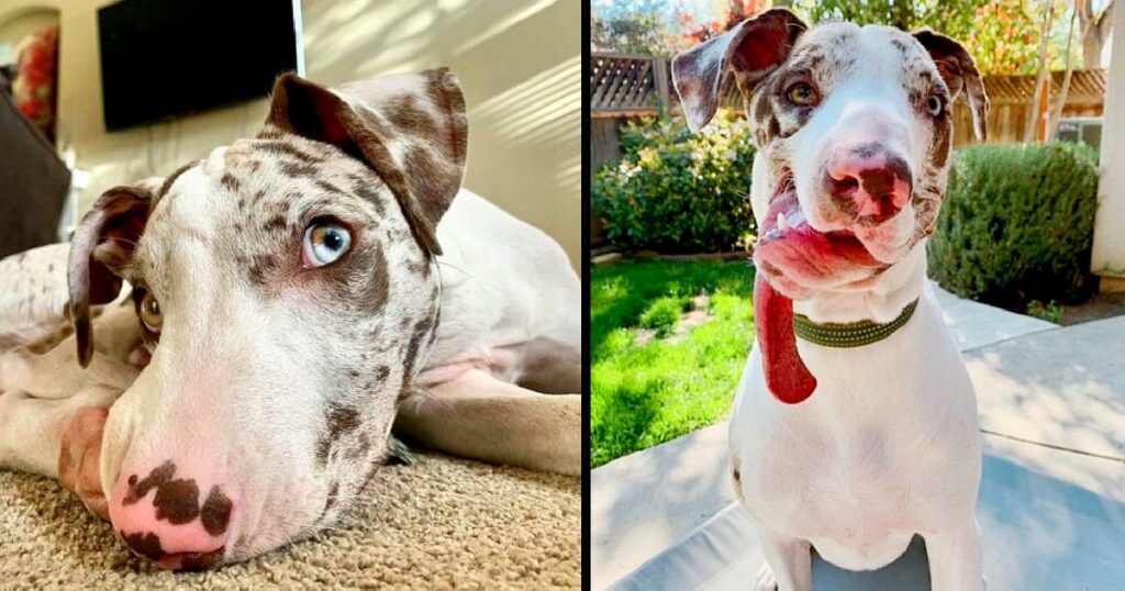 Puppy With Deformed Face Rejected By People Has One Wish