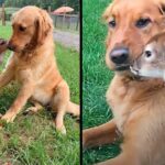 Puzzled Golden Retriever Puppy Befriends Fawn, And Their Photo Goes Viral