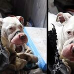 Rare Behind The Scenes Look At Rescuing Bait Dogs (This story made me cry)