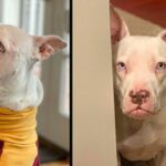 Rehomed Deaf Dog Is Certain She’s Going Back To The Shelter Once Again