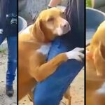 Reporter Goes To Shelter To Do A Story, Dog Hugs Him Tight Till He Adopts Her