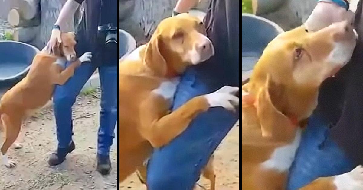 Reporter Goes To Shelter To Do A Story, Dog Hugs Him Tight Till He Adopts Her