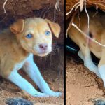 Rescue Abandoned Little Puppy With Big Injury Lived In Cave With Maggots, No Food and Water