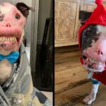 Rescue Dog With Autoimmune Disease Proves Beauty Comes From Within