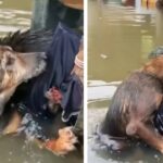 Rescue of Homeless Dog Drowning in Flood with a Heartbroken