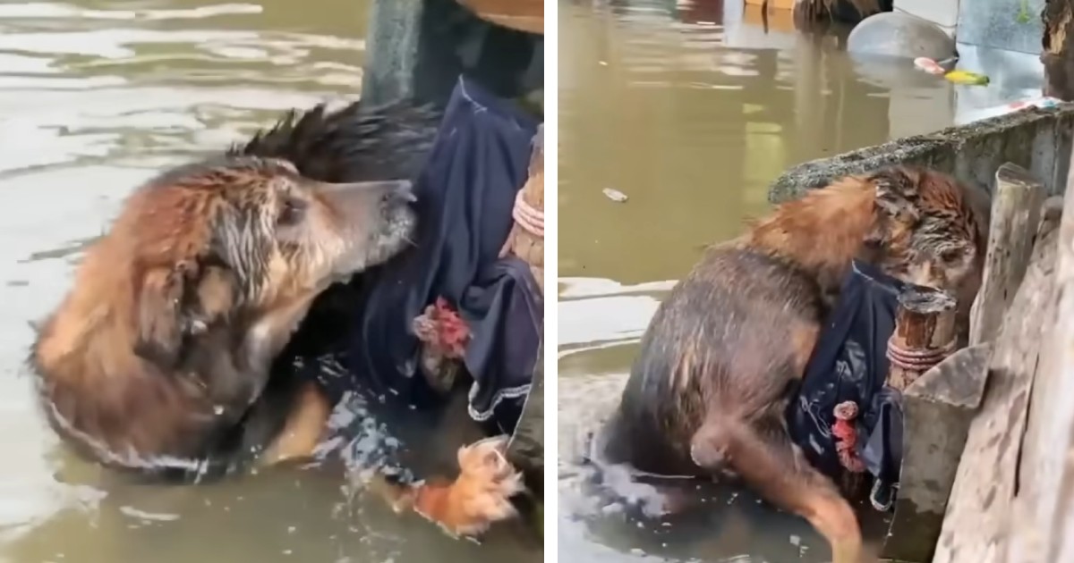 Rescue of Homeless Dog Drowning in Flood with a Heartbroken