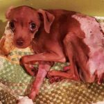 Rescue Paralyzed Puppy 8 Month Old Was Bitten By A Big Dog From A Careless Owner