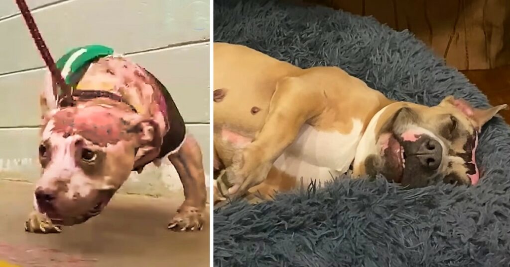 The resilient dog who survived a house fire and went on to find happiness and love with her new mother, can’t stop smiling.