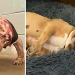 The resilient dog who survived a house fire and went on to find happiness and love with her new mother, can’t stop smiling.