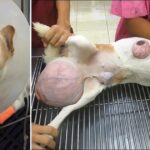 The Owner Does Not Have Money for Treatment, the Poor Dog Has Huge Tumors and Suffers a Lot