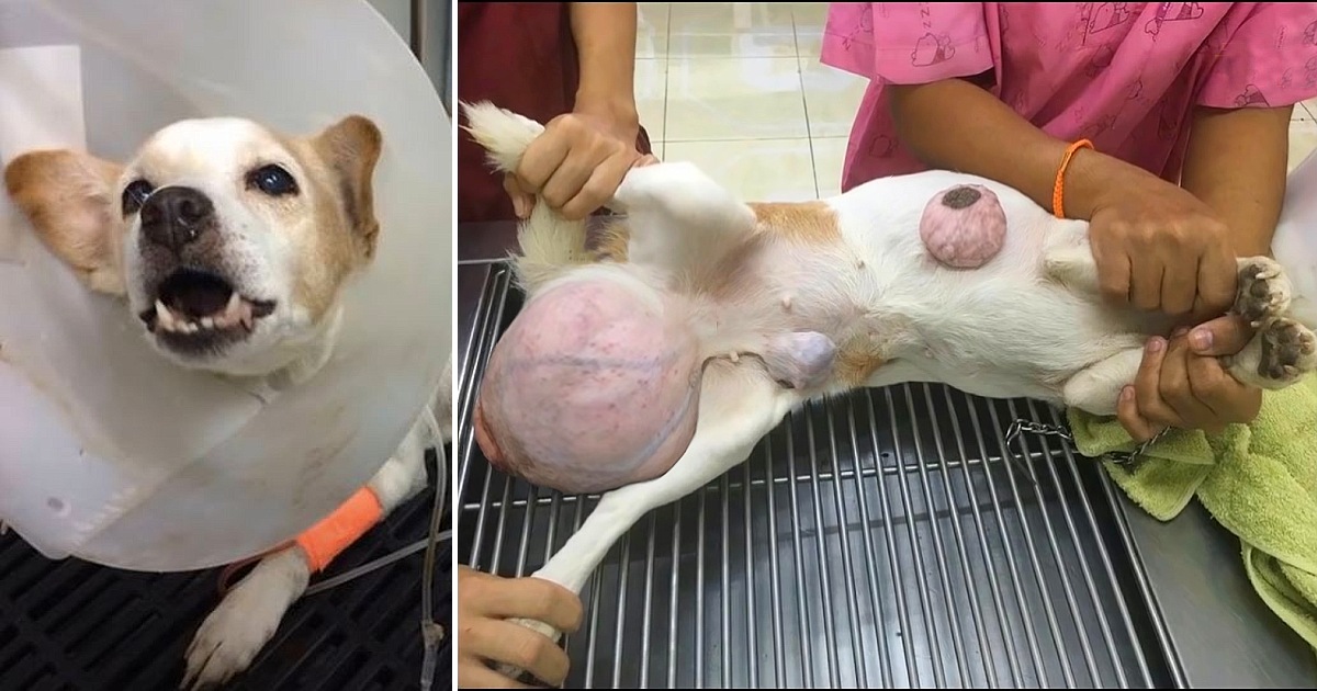 The Owner Does Not Have Money for Treatment, the Poor Dog Has Huge Tumors and Suffers a Lot