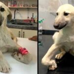 Rescue poor dog wandering the road with weird legs ,hopeless waiting for help