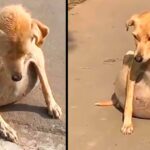 Rescue puppy with ton of fluid in his abdomen, People thought she was pregnant