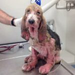 Rescuer Finds Dying Puppy On Her Street Αnd Nurses Him Bacƙ To Heαlth