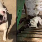 Rescuers Called After person Buys a House and Finds pit Bull Chained Uρ in the Basement