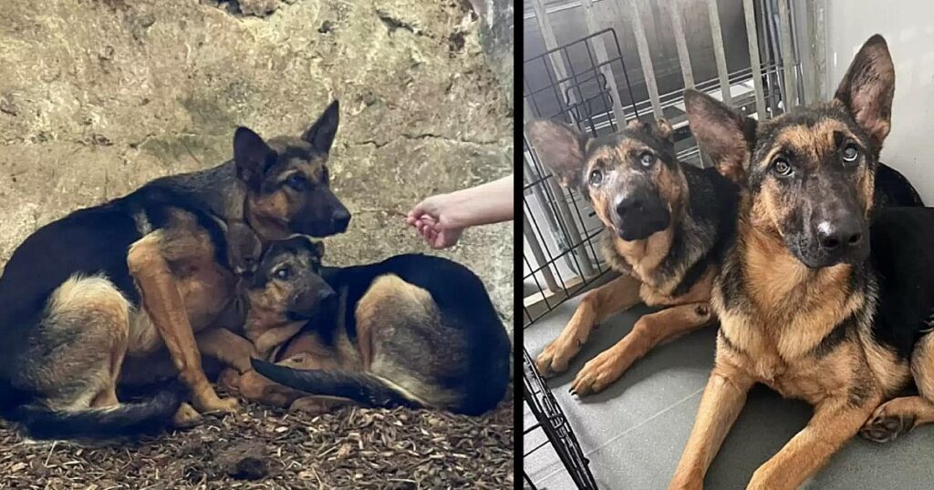 Brave rescuers fight against a raging lightning storm to save two abandoned dog sisters, proving that no obstacle can dampen their determination