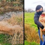 Rescuers find abandoned hunting dog rotting alive in field and become determined to save her