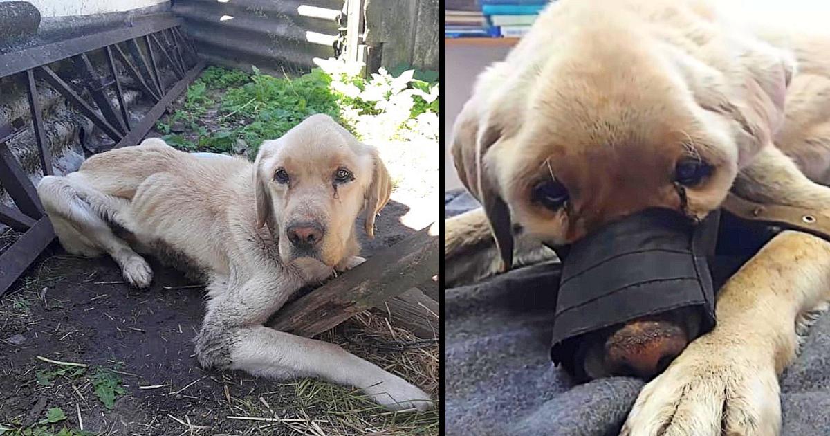 Rotting from hunger and disease while waiting for his owner who will never return