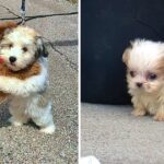 Tiniest Dog Rescued From Puppy Mill Is Introduced To His First Ever Friend