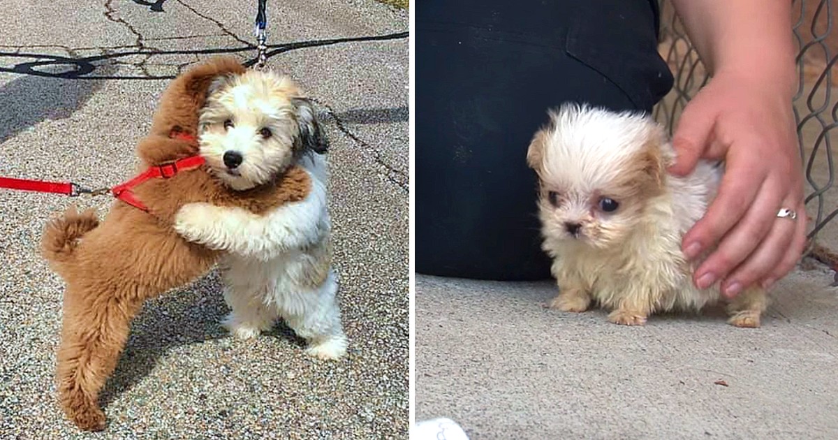 Tiniest Dog Rescued From Puppy Mill Is Introduced To His First Ever Friend