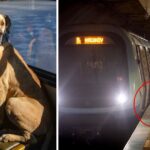 A Dog Takes The Subway Daily, And A Man Puts A Tracker On Him