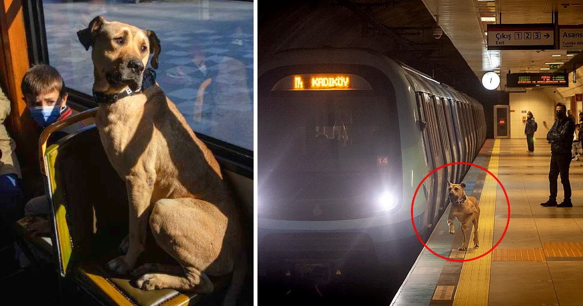 A Dog Takes The Subway Daily, And A Man Puts A Tracker On Him