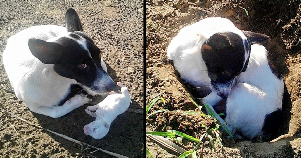 Sad dog buries her deceased puppy, she tries to protect him even after his death and does not leave until she covers everything