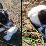 Sad dog buries her deceased puppy, she tries to protect him even after his death and does not leave until she covers everything