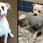 Sad Shelter Dog Whose Only Friend Was This Elephant Toy Learns That He And His Toy Are Getting New Home