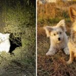 Sad Stray Pup can’t Hold Emotions During Reunion with his Lost Mom