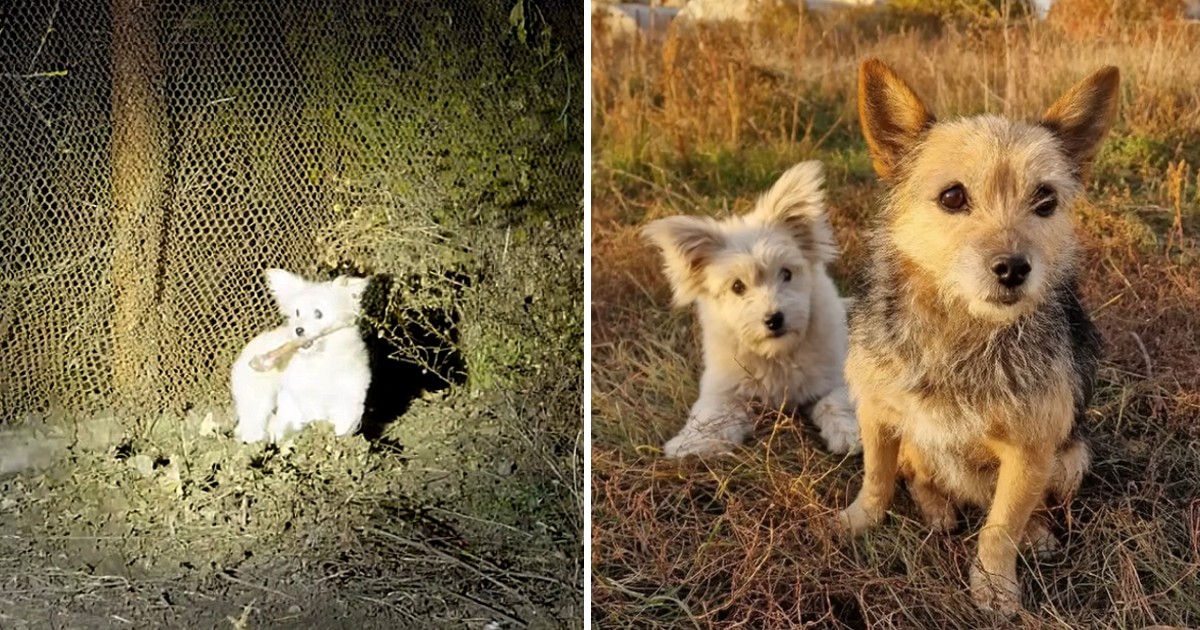 Sad Stray Pup can’t Hold Emotions During Reunion with his Lost Mom