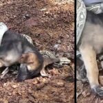 Save Puppy From Snake Attack Crying For Help