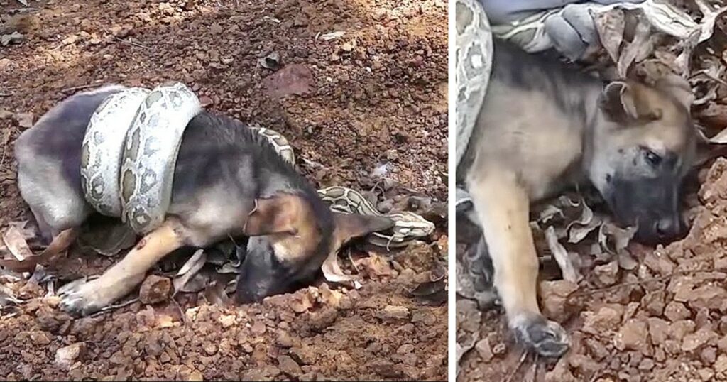 Strangers come together to save a puppy from a snake аttасk in a display of incredible empathy and compassion, answering the creature’s  screams for assistance and demonstrating the аmаzіnɡ ability to save a life