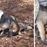 Strangers come together to save a puppy from a snake аttасk in a display of incredible empathy and compassion, answering the creature’s  screams for assistance and demonstrating the аmаzіnɡ ability to save a life