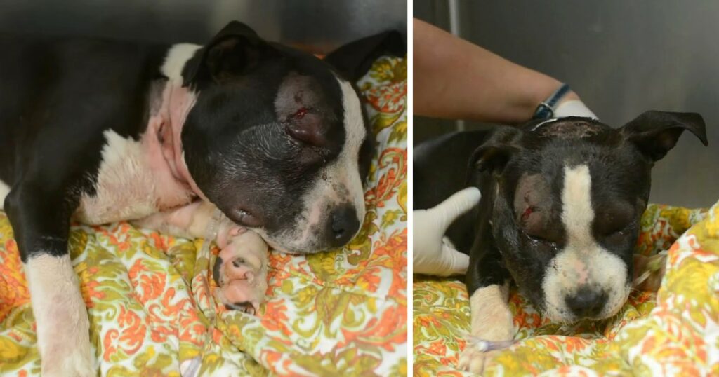 Bait Puppy Collapses In Front Of Stranger’s House And Homeowner Rushes To Save His Life