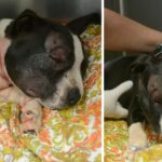 Bait Puppy Collapses In Front Of Stranger’s House And Homeowner Rushes To Save His Life