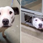 Desperate Dog Stuck Her Head Out Of The Kennel To See How Her Friends Were Adopted And She Is Not