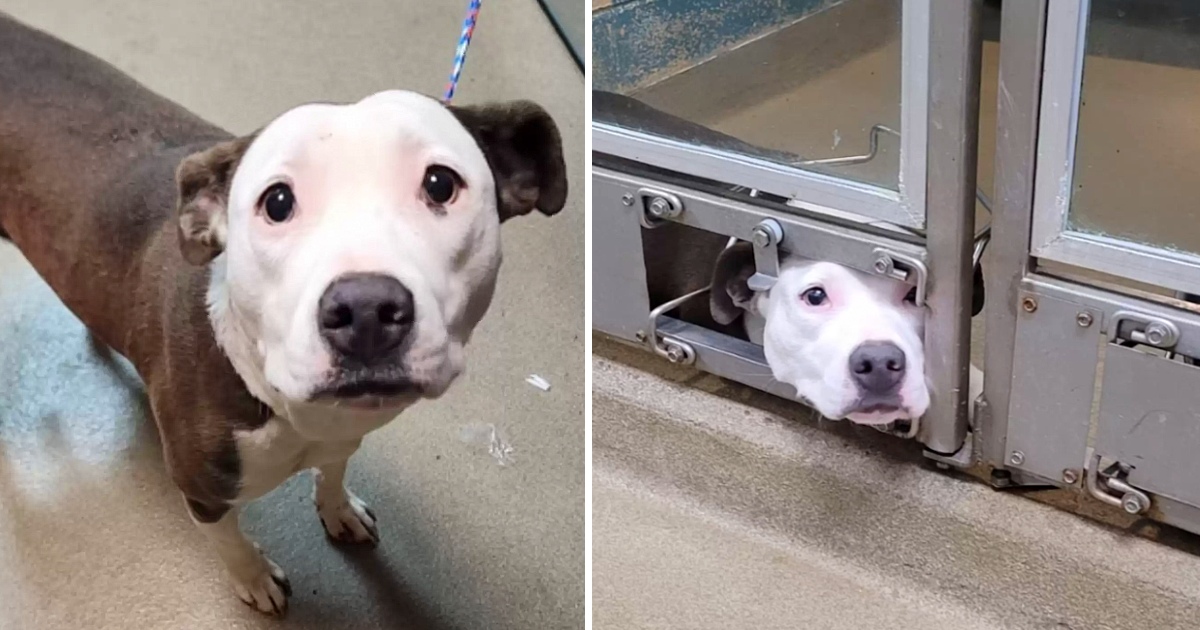 Desperate Dog Stuck Her Head Out Of The Kennel To See How Her Friends Were Adopted And She Is Not