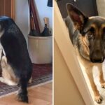 Loyal Dog’s Devotion: Waiting by the Door for Her Dad’s Return from the Hospital.