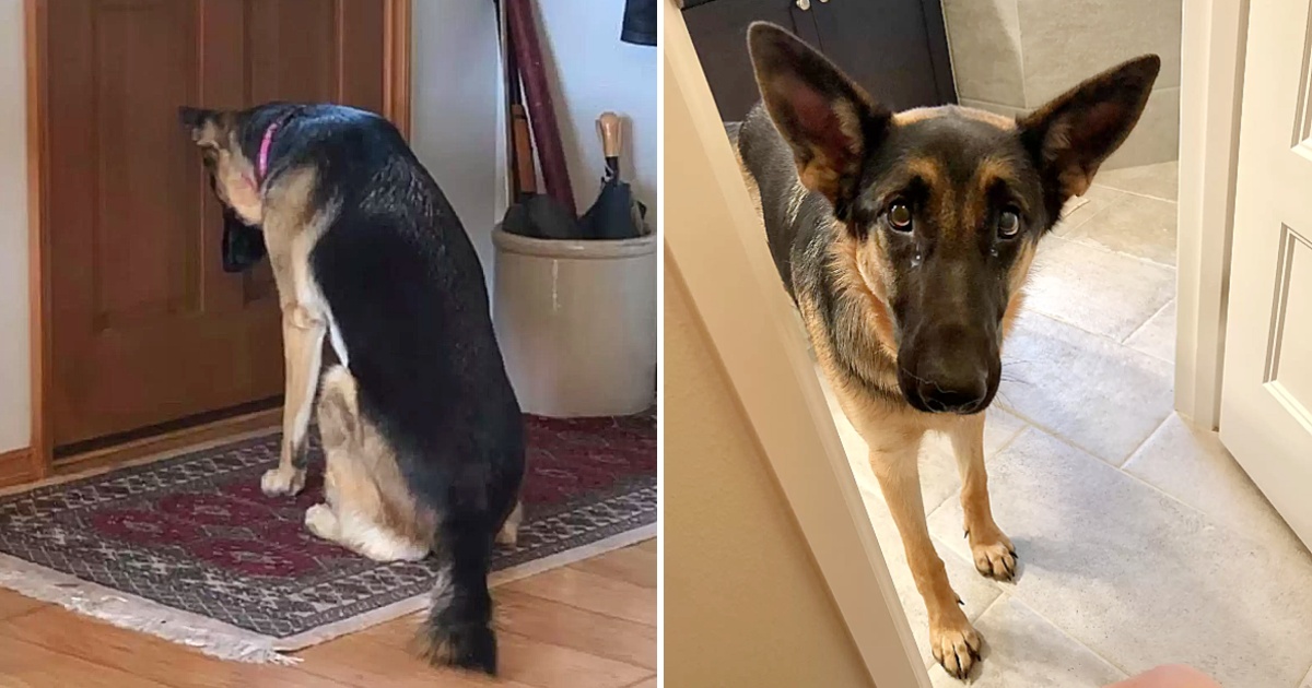 Loyal Dog’s Devotion: Waiting by the Door for Her Dad’s Return from the Hospital.