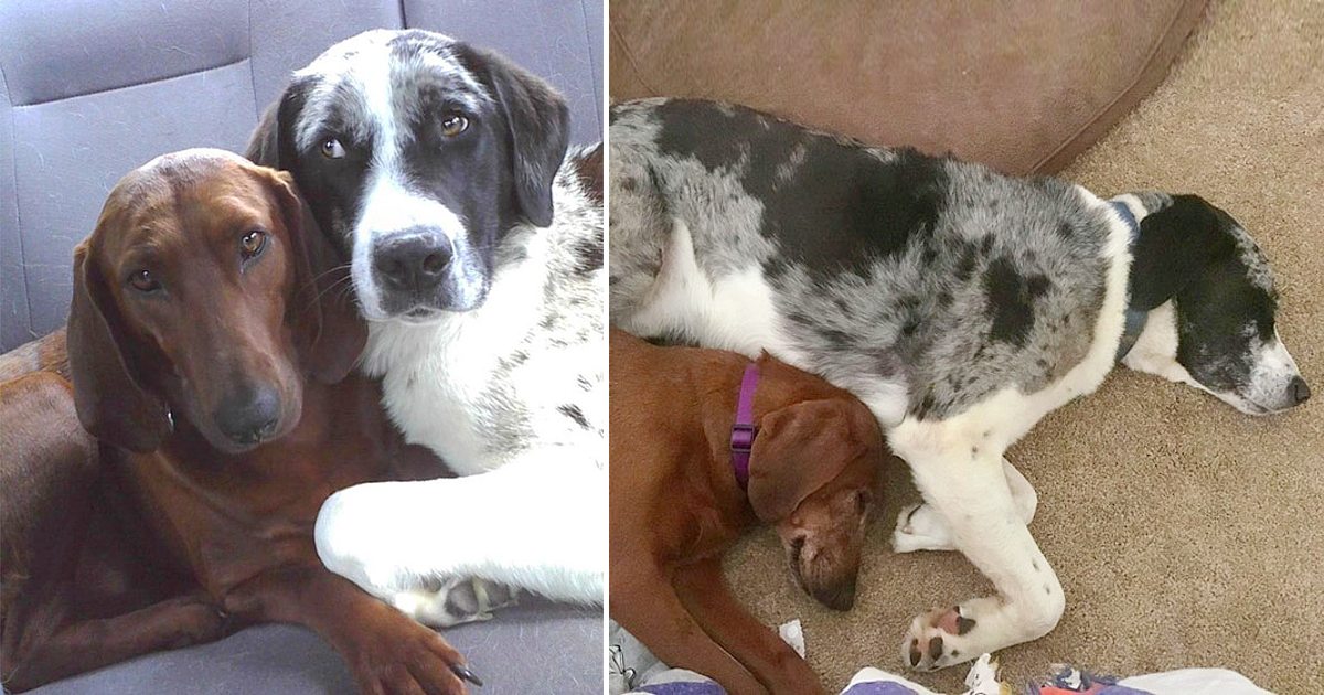 Heartwarming Tale: Dog About to Be Adopted Insists on Bringing Her Best Friend Along.