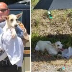 State Trooper Spot Dog With Broken Pelvis in I-75 Ditch, Give Her Water, Shade, a New Home