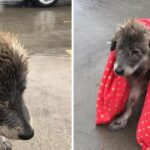 The dog lost her family, waiting in the garage with cold weather until a stranger gave her a towel