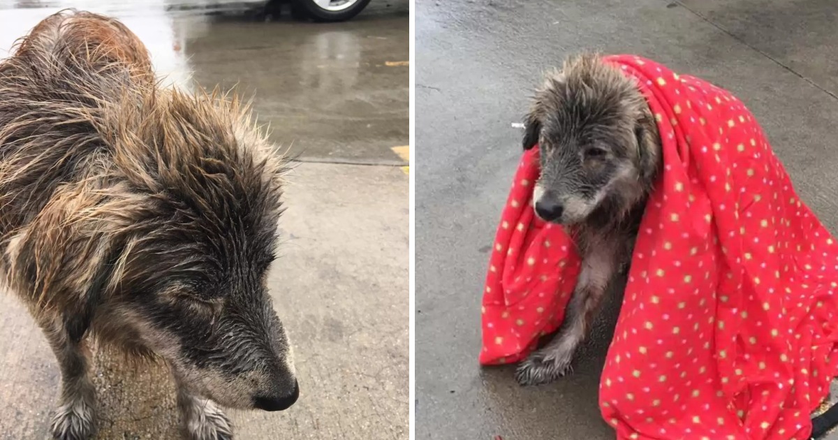 The dog lost her family, waiting in the garage with cold weather until a stranger gave her a towel