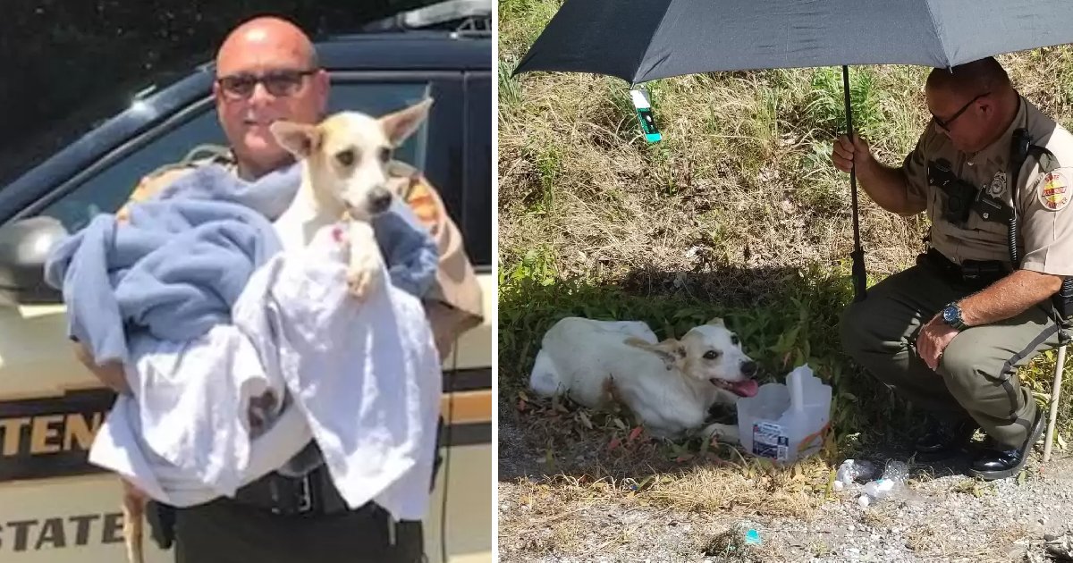 State Trooper Spot Dog With Broken Pelvis in I-75 Ditch, Give Her Water, Shade, a New Home