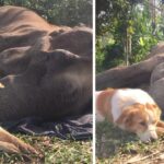 Stray Dog Refuses To Be Separated From His Elephant Friend In His Last Hours Of Life