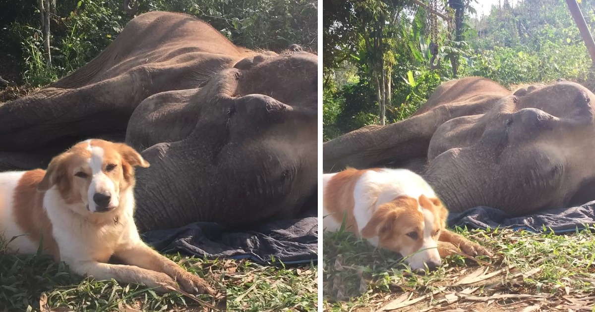 Stray Dog Refuses To Be Separated From His Elephant Friend In His Last Hours Of Life