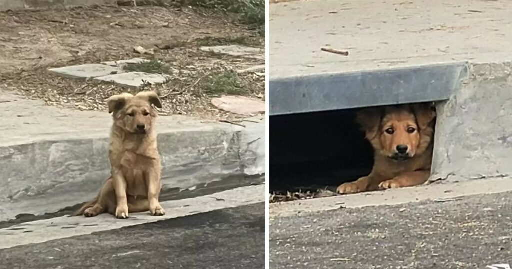 A Beacon of Hope for Puppies in Search of Loving Homes